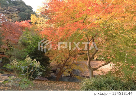 東京都 六義園 滝見茶屋付近 東京都 六義園 滝見茶屋付近 134518144
