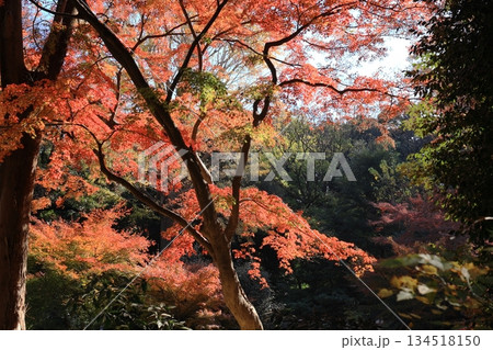 東京都 六義園 滝見茶屋付近 東京都 六義園 滝見茶屋付近 134518150