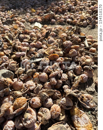地面に落ちたぎんなん 地面に落ちたぎんなん 134518170