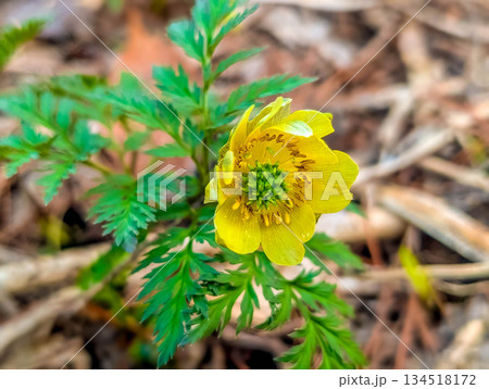 福寿草が咲く頃 134518172