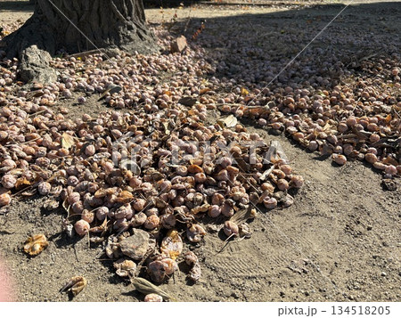 地面に落ちたぎんなん 134518205