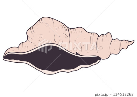seashell vector illustration 134518268