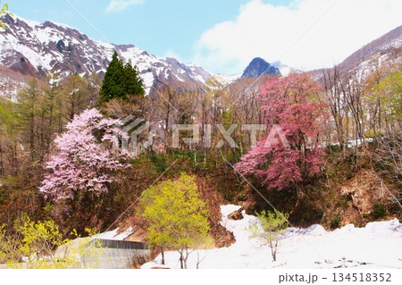 早春残雪の新潟県南魚沼市六日町清水巻機山登山口の桜 早春残雪の新潟県南魚沼市六日町清水巻機山登山口の桜 134518352