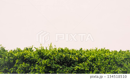 Minimalist landscape of green leaves fence against a bright plain background. Minimalist landscape of green leaves fence against a bright plain background. 134518510