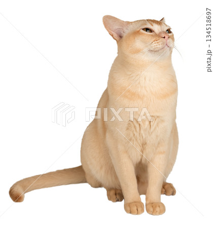 A sitting Burmese cat 134518697