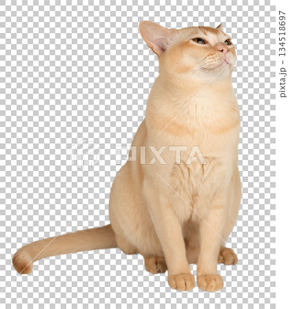 A sitting Burmese cat 134518697