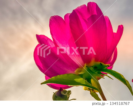 芍薬の花と見上げる夕方の空～6月の彩り～ 134518767