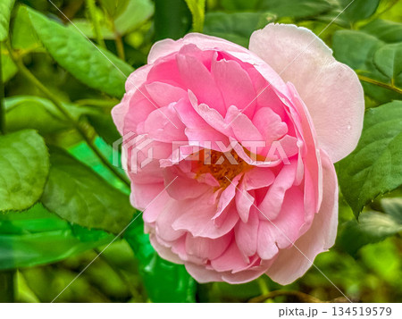 雨の日の薔薇の花 134519579