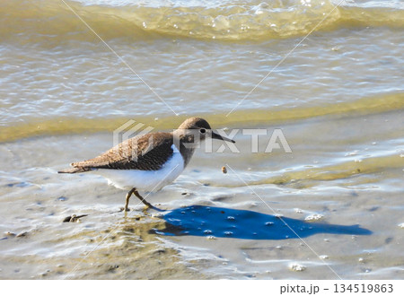 干潟を歩くイソシギ 干潟を歩くイソシギ 134519863