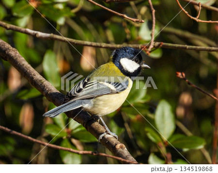 枝にとまるシジュウカラ 枝にとまるシジュウカラ 134519868