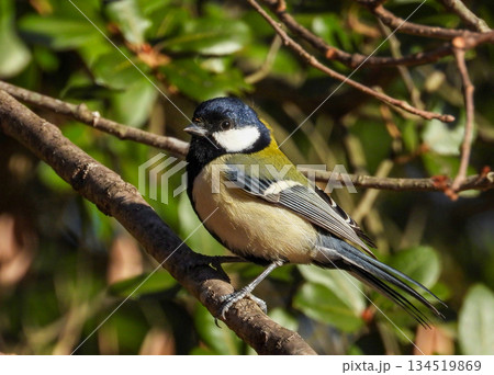 枝にとまるシジュウカラ 134519869
