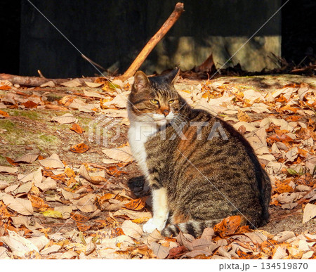 何かをじっと見つめている猫 何かをじっと見つめている猫 134519870