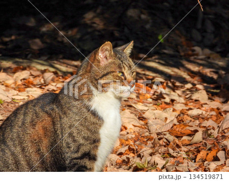 何かをじっと見つめている猫 134519871