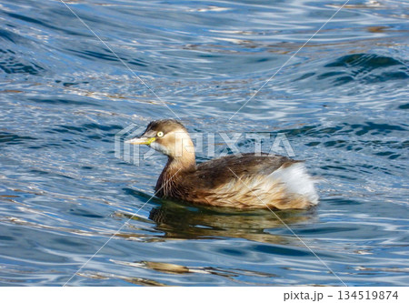 川で泳ぐ冬羽のカイツブリ 134519874