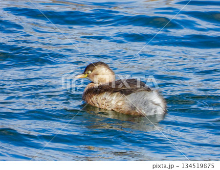川で泳ぐ冬羽のカイツブリ 134519875