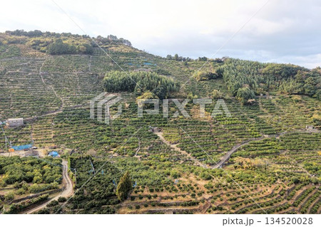 曇りの日、河内にあるみかん畑とだんだん畑の風景 曇りの日、河内にあるみかん畑とだんだん畑の風景 134520028