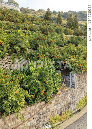 みかんと石垣がある段々畑の日本の風景 みかんと石垣がある段々畑の日本の風景 134520032