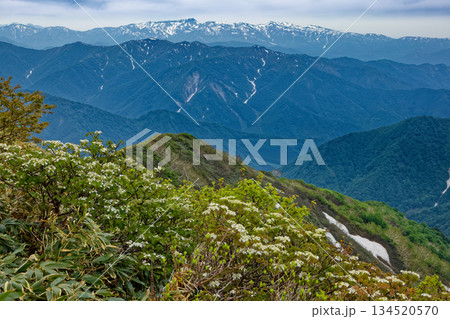 オオカメノキ咲く谷川連峰・武能岳稜線から見る残雪の苗場山 134520570