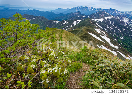 オオカメノキ咲く谷川連峰・武能岳稜線から見る残雪の蓬峠・大源太山・巻機山 オオカメノキ咲く谷川連峰・武能岳稜線から見る残雪の蓬峠・大源太山・巻機山 134520571