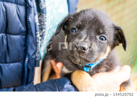 Puppy little dog in hands 134520702