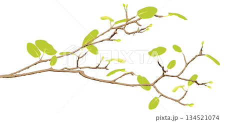 Tree branch with green leaves in spring season isolated on white background graphic illustration. 134521074