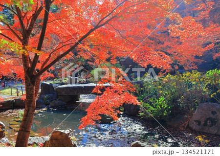 【京都府】紅葉の長岡天満宮の錦景園(弁天池) 【京都府】紅葉の長岡天満宮の錦景園(弁天池) 134521171