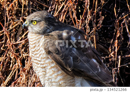 ハイタカ雌の側面、クローズアップ 134521266