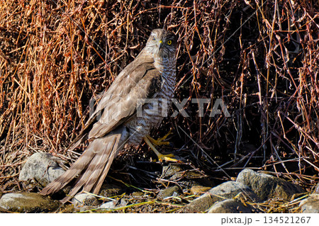 片眼を負傷しているハイタカの雌 134521267