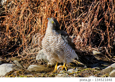 飛んでる鳥を見るハイタカの雌 134521848