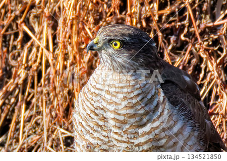 ハイタカ雌のクローズアップ 134521850
