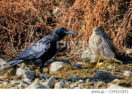 ハイタカ雌に近づくハシボソガラス 134521851