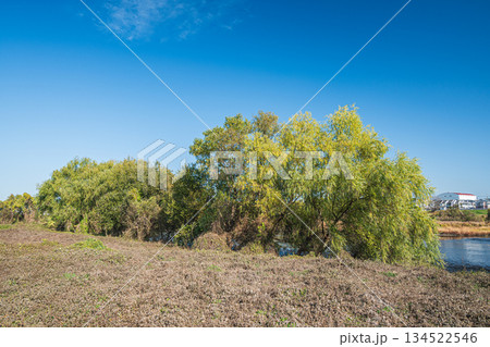 冬の桂川河川敷風景　京都市 134522546