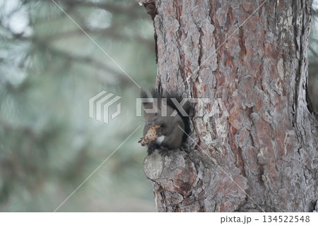 木に登る冬のエゾリス 134522548