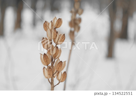 枯れたオオウバユリ 134522551