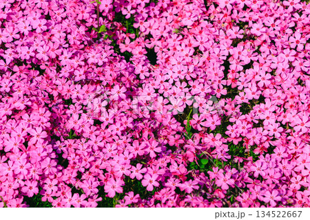 ピンクの芝桜 134522667