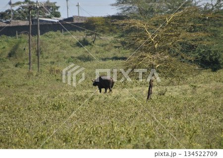 ケニアのサファリ ナクル湖国立公園で見られる野生動物　哀愁漂うバッファロー 134522709