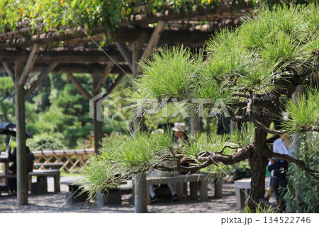 旧芝離宮恩賜庭園の松と藤棚｜都会に残る日本庭園の静かな憩い 134522746