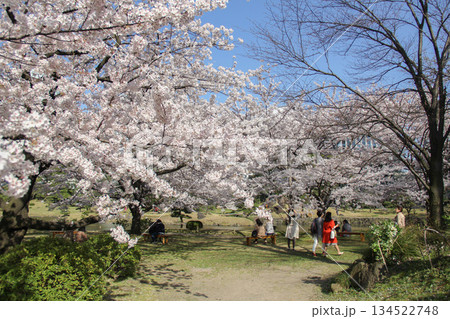 旧芝離宮恩賜庭園の桜並木と春のひととき｜満開の桜に包まれる日本庭園 134522748
