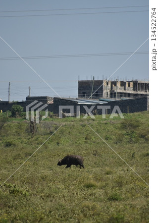 ケニアのサファリ ナクル湖国立公園で見られる野生動物　イボイノシシ 134522764