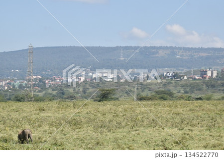 ケニアのサファリ ナクル湖国立公園で見られる野生動物　イボイノシシ 134522770