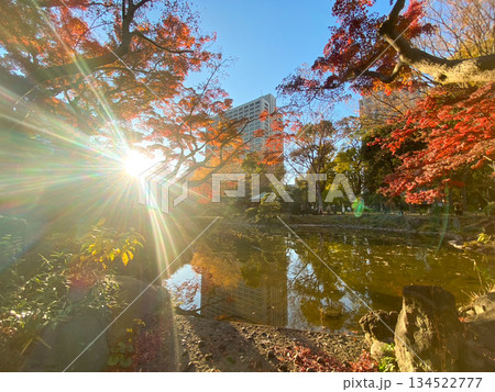 紅葉の隙間からさす光 134522777