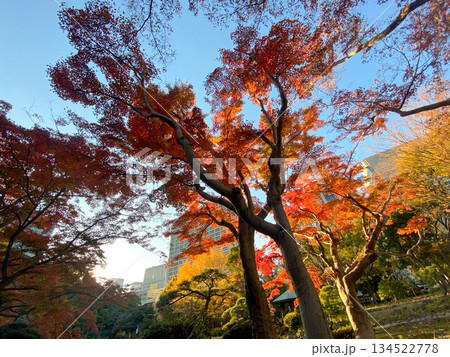 公園に広がる青空と紅葉 公園に広がる青空と紅葉 134522778