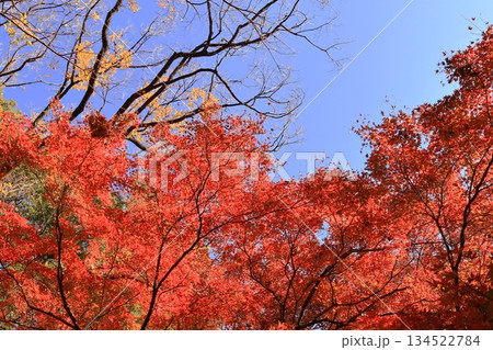 東京都 六義園 水香江付近 東京都 六義園 水香江付近 134522784