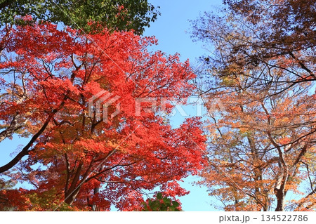 東京都　六義園　水香江付近 134522786
