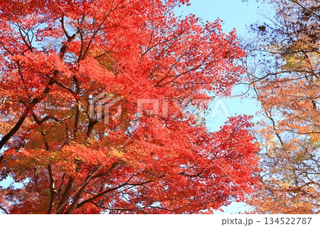 東京都 六義園 水香江付近 東京都 六義園 水香江付近 134522787