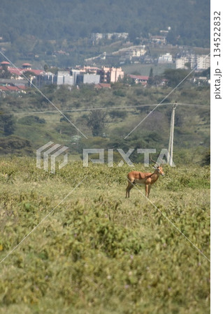 ケニアのサファリ ナクル湖国立公園で見られる野生動物　インパラガゼル 134522832