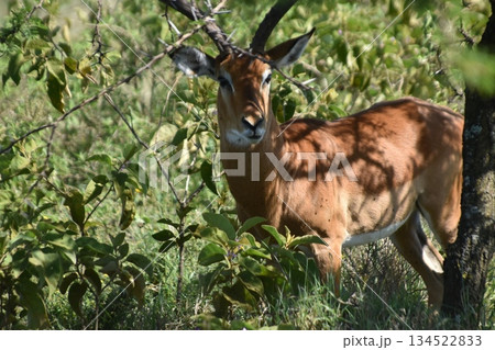 ケニアのサファリ ナクル湖国立公園で見られる野生動物　インパラガゼル 134522833