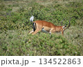 ケニアのサファリ ナクル湖国立公園で見られる野生動物のインパラガゼル 134522863