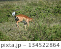 ケニアのサファリ ナクル湖国立公園で見られる野生動物のインパラガゼル 134522864