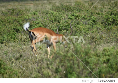 ケニアのサファリ ナクル湖国立公園で見られる野生動物のインパラガゼル ケニアのサファリ ナクル湖国立公園で見られる野生動物のインパラガゼル 134522864